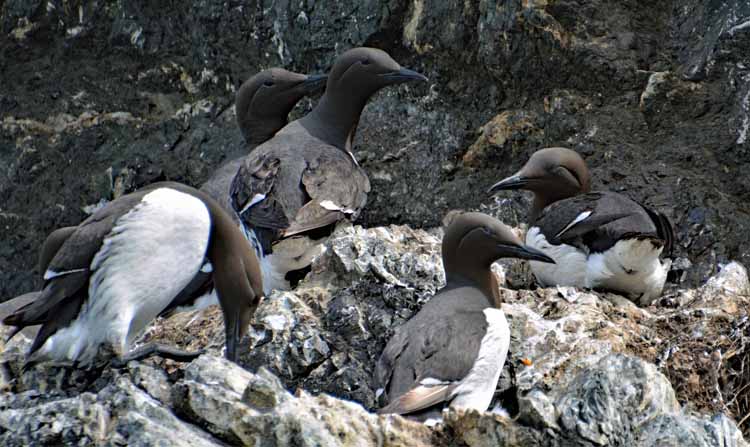 common murre